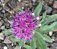 Saussurea pseudotilesii