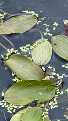 Potamogeton cheesemanii