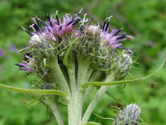 Saussurea pseudotilesii