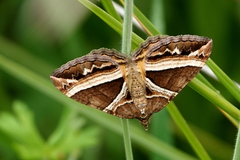Chrysolarentia conifasciata