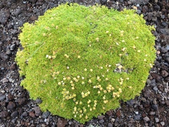 Caryophyllaceae