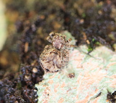 Servaea villosa