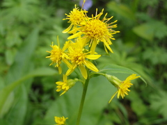 Solidago cuprea