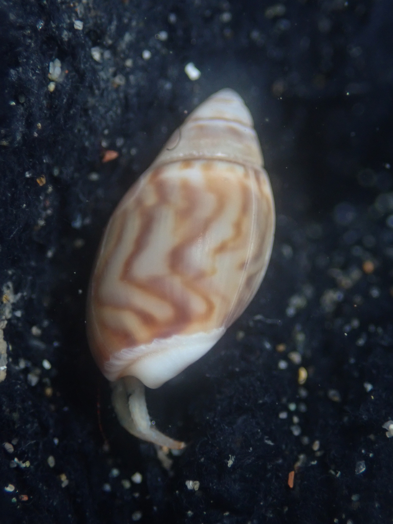 Callianax strigata
