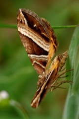 Chrysolarentia conifasciata