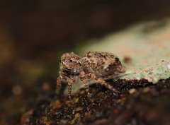 Servaea villosa
