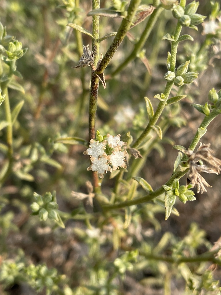 Echiochilon pauciflorum