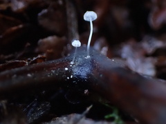 Hemimycena