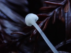 Hemimycena