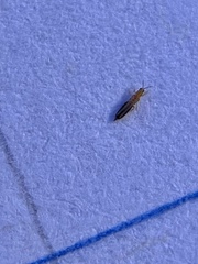 Thysanoptera