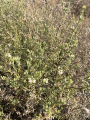 Echiochilon pauciflorum