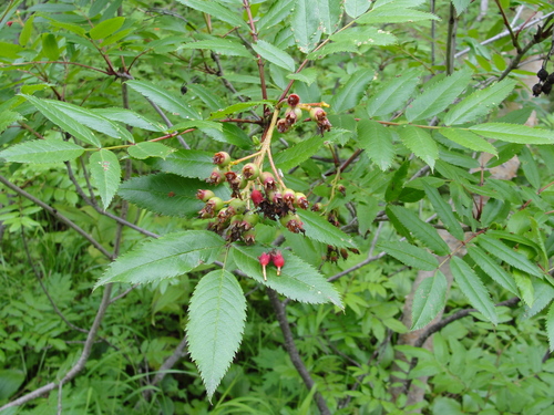 Sorbus sambucifolia iNat (1)