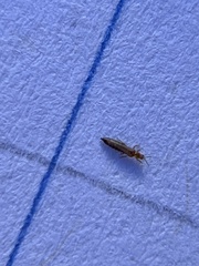 Thysanoptera