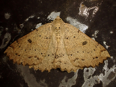 Cleora scriptaria