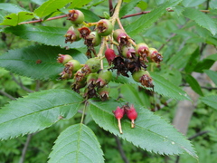 Sorbus sambucifolia