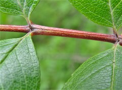 Sorbus sambucifolia