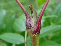 Sorbus sambucifolia