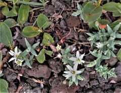 Stellaria eschscholtziana