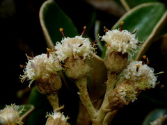 Brachyglottis bidwillii