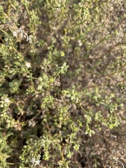 Echiochilon pauciflorum