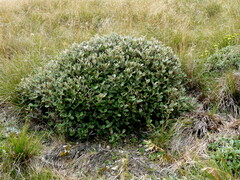 Brachyglottis bidwillii