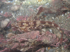 Oligocottus snyderi