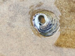 Austrocochlea constricta