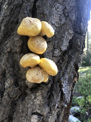 Neolentinus ponderosus