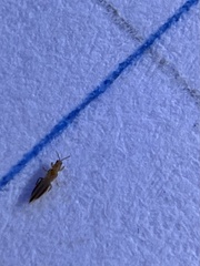 Thysanoptera