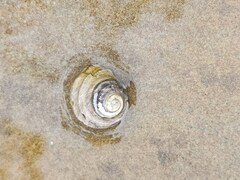 Austrocochlea constricta