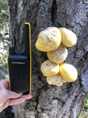 Neolentinus ponderosus