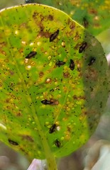 Phyllotreta latevittata