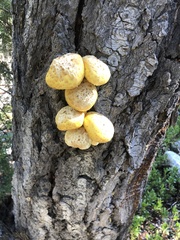 Neolentinus ponderosus