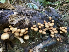 Galerina patagonica
