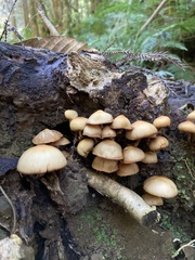 Galerina patagonica