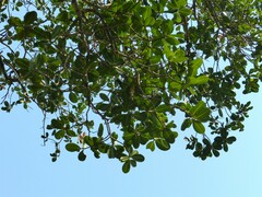 Calophyllum apetalum