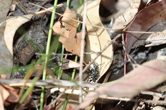 Nyssus albopunctatus