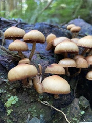 Galerina patagonica