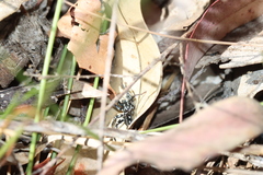 Nyssus albopunctatus