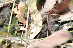Nyssus albopunctatus