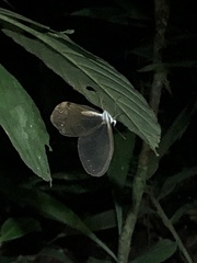 Haetera