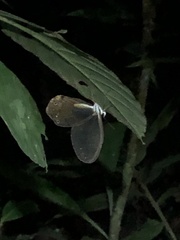 Haetera