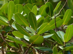 Calophyllum apetalum