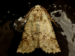 Declana floccosa