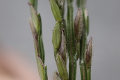 Digitaria nuda