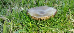 Entoloma vernum