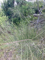 Casuarina glauca