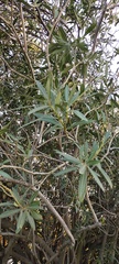 Sapium haematospermum
