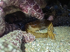 Apodichthys flavidus