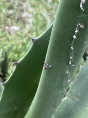Pseudodyscrasis scutellaris